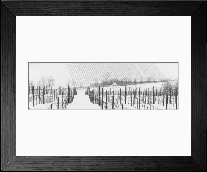 Framed Print : Lambrusco Grasparossa vineyards under snow during winter in Calstelvetro di Modena Framed Print : Lambrusco Grasparossa vineyards under snow during winter in Calstelvetro di Modena