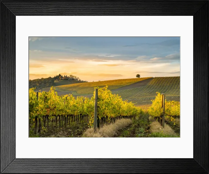 Framed Print : Golden vineyards in Chianti Region, autumn in Tuscany, Italy Framed Print : Golden vineyards in Chianti Region, autumn in Tuscany, Italy