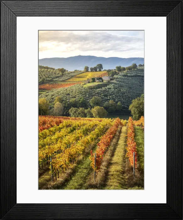 Framed Print : Sagrantino di Montefalco Vineyards in autumn, Umbria, Italy Framed Print : Sagrantino di Montefalco Vineyards in autumn, Umbria, Italy