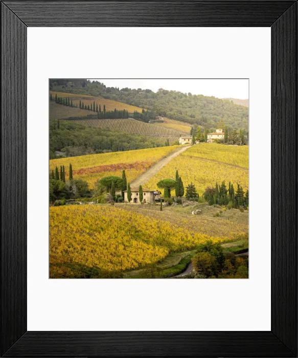 Framed Print : Golden vineyards in Chianti Region, autumn in Tuscany, Italy Framed Print : Golden vineyards in Chianti Region, autumn in Tuscany, Italy