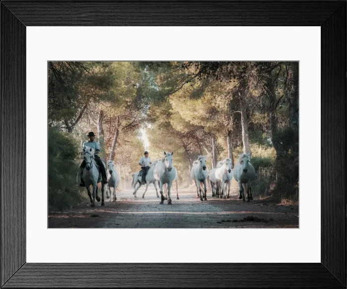 Framed Print : White Wild Horses of Camargue, Aigues Mortes, Southern France Framed Print : White Wild Horses of Camargue, Aigues Mortes, Southern France