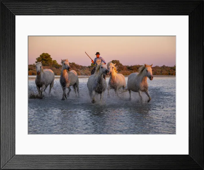 Framed Print : White Wild Horses of Camargue running on water, Aigues Mortes, Southern France