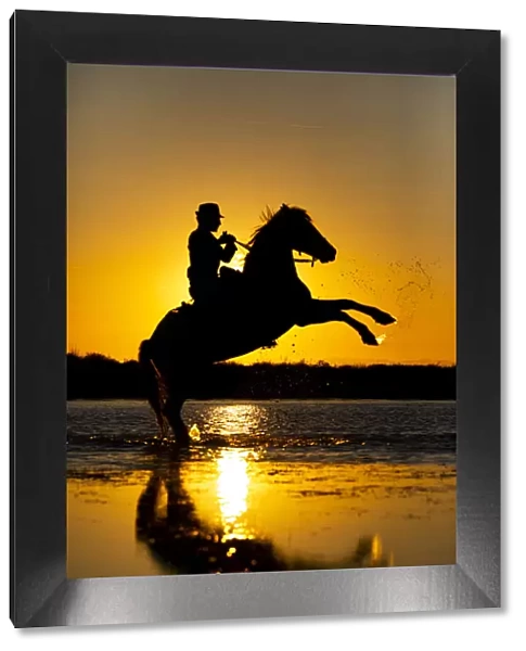 Silhouette of Guardian with white Camargue Horse at sunset, aigue Mortes