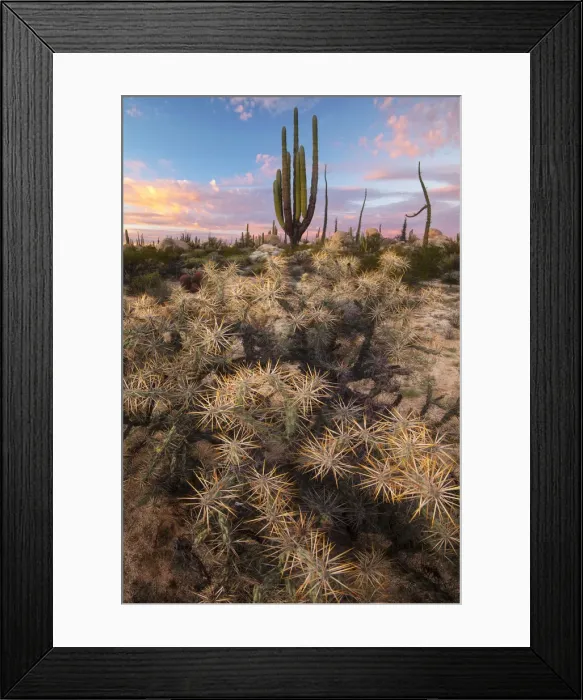 Framed Print : Central America, Mexico, Baja, Baja California, Sur, Catavina, desertscape Framed Print : Central America, Mexico, Baja, Baja California, Sur, Catavina, desertscape