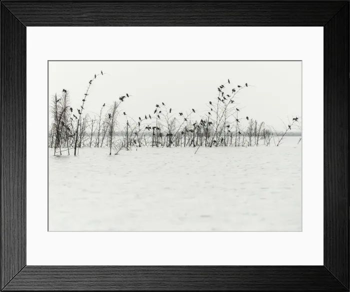 Framed Print : Africa, Benin, Lake NokouA. Birds near the fish farms close to Ganvie village Framed Print : Africa, Benin, Lake NokouA. Birds near the fish farms close to Ganvie village