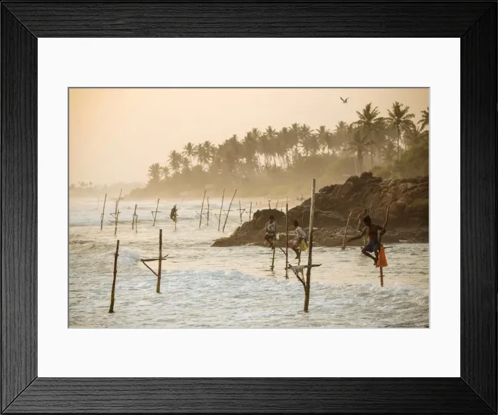 Framed Print : Stilt Fishermen at dusk, Weligama, South Coast, Sri Lanka, Asia