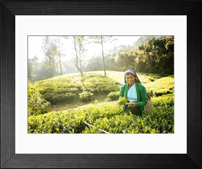 Framed Print : Selvanayagie working as a Tea Picker in Pedro Tea Plantation in the Highlands, Nuwara Framed Print : Selvanayagie working as a Tea Picker in Pedro Tea Plantation in the Highlands, Nuwara