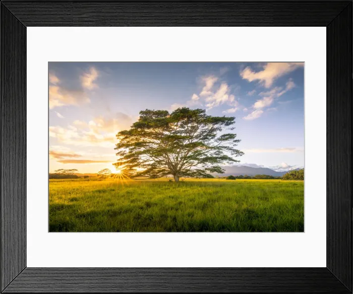 Framed Print : Very big eucalyptus trees on Wailua river. State Park, Kauai island, Hawaii, USA Framed Print : Very big eucalyptus trees on Wailua river. State Park, Kauai island, Hawaii, USA