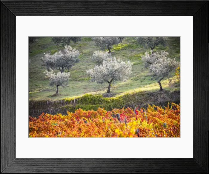 Framed Print : Montefalco Sagrantino vineyards, Montefalco, Perugia province, Umbria, Italy Framed Print : Montefalco Sagrantino vineyards, Montefalco, Perugia province, Umbria, Italy