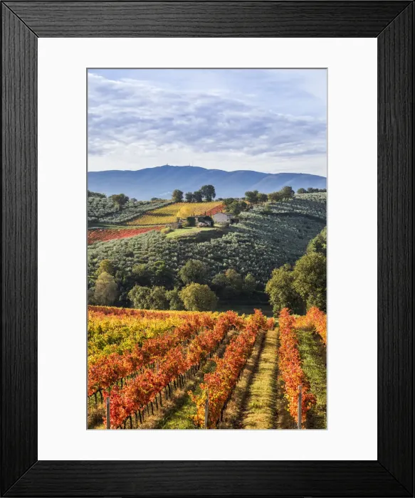 Framed Print : Sagrantino vineyards during autumn, Montefalco, Perugia province, Umbria, Italy Framed Print : Sagrantino vineyards during autumn, Montefalco, Perugia province, Umbria, Italy