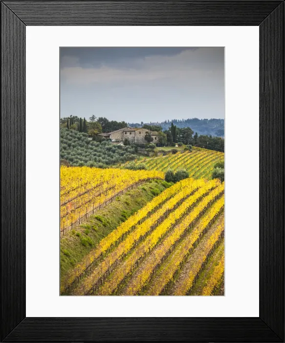 Framed Print : Chianti vineyards during autumn, Castellina in Chianti, Florence province, Tuscany, Italy Framed Print : Chianti vineyards during autumn, Castellina in Chianti, Florence province, Tuscany, Italy