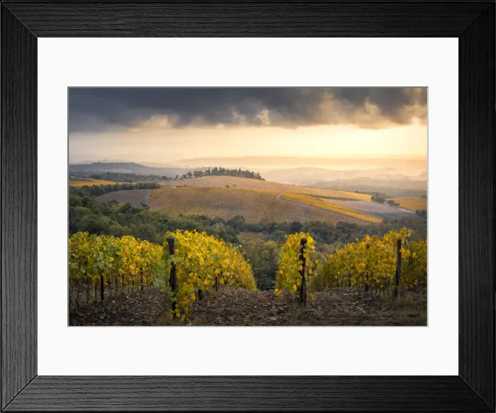 Framed Print : Vineyards during autumn near Gaiole in Chianti, Florence province, Tuscany, Italy Framed Print : Vineyards during autumn near Gaiole in Chianti, Florence province, Tuscany, Italy