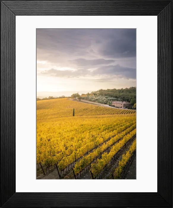 Framed Print : Vineyards during autumn near Gaiole in Chianti, Florence province, Tuscany, Italy Framed Print : Vineyards during autumn near Gaiole in Chianti, Florence province, Tuscany, Italy