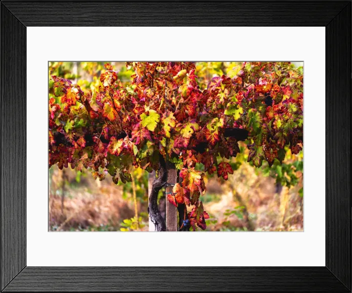 Framed Print : Autumn colors and Foliage in Franciacorta, Brescia province in Lombardy district, Italy Framed Print : Autumn colors and Foliage in Franciacorta, Brescia province in Lombardy district, Italy