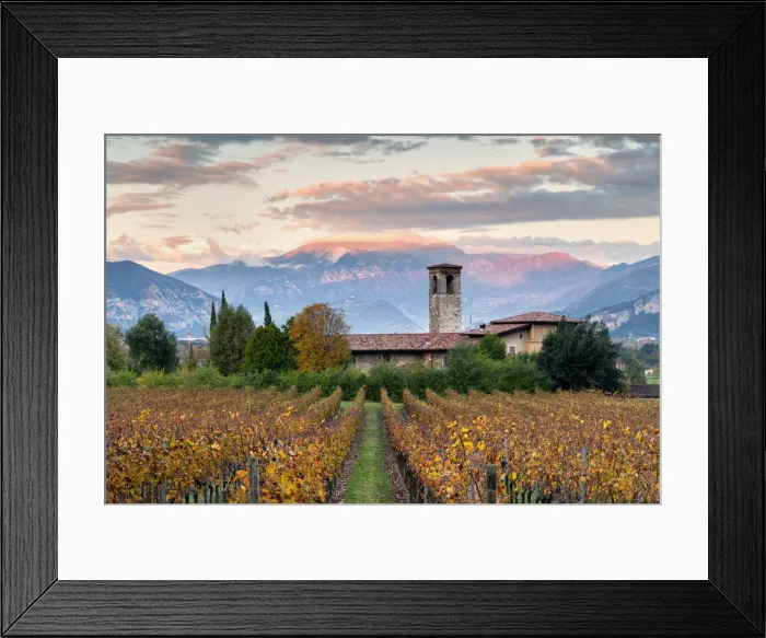 Framed Print : Sunset among the vineyards overlooking Mount Guglielmo, Brescia province, Lombardy Framed Print : Sunset among the vineyards overlooking Mount Guglielmo, Brescia province, Lombardy