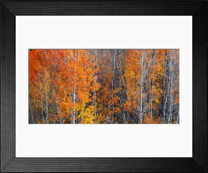 Framed Print : Fall Colours at Oxbow bend, Grand Teton National Park, Wyoming, USA Framed Print : Fall Colours at Oxbow bend, Grand Teton National Park, Wyoming, USA