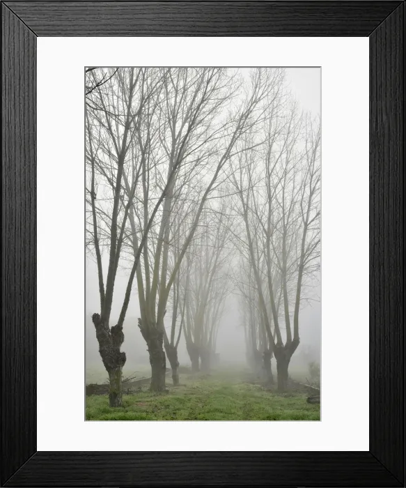 Framed Print : Trees in a foggy morning in winter. Setubal, Portugal Framed Print : Trees in a foggy morning in winter. Setubal, Portugal