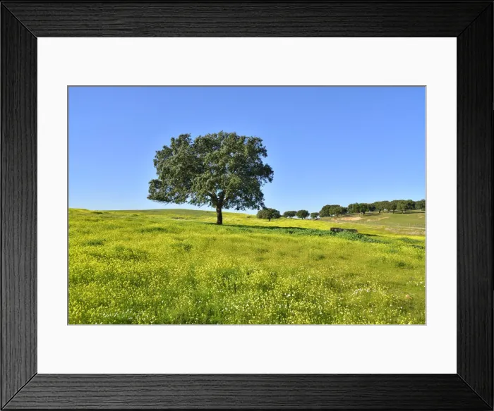 Framed Print : Holm oak in the vast plains of Alentejo. Portugal Framed Print : Holm oak in the vast plains of Alentejo. Portugal