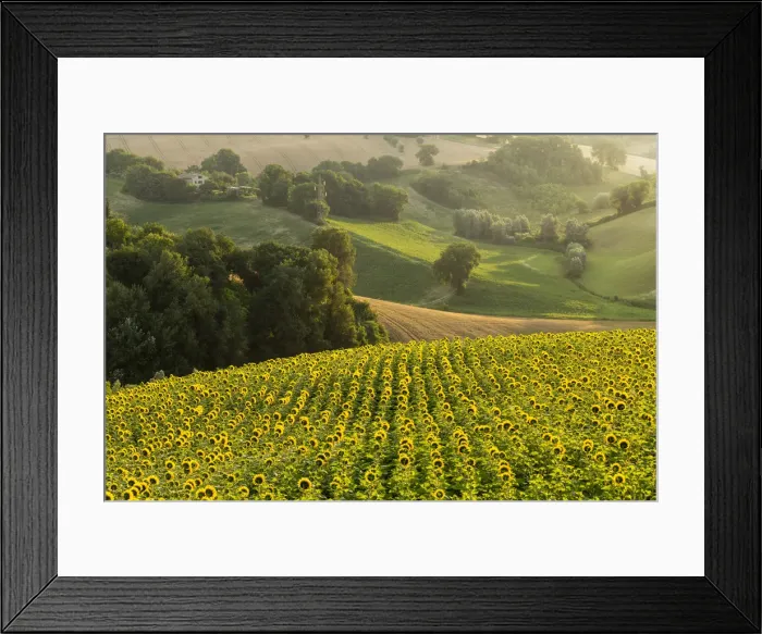 Framed Print : Italy, Marche. Macerata district. Corridonia. Sunflower field near Corridonia Village Framed Print : Italy, Marche. Macerata district. Corridonia. Sunflower field near Corridonia Village