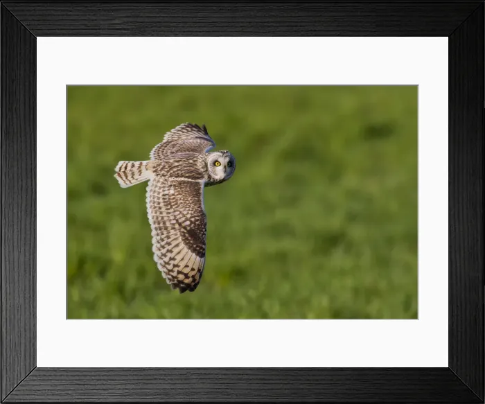 Framed Print : Short-eared owl in flight on the fields, Parma province, Emilia Romagna district Framed Print : Short-eared owl in flight on the fields, Parma province, Emilia Romagna district