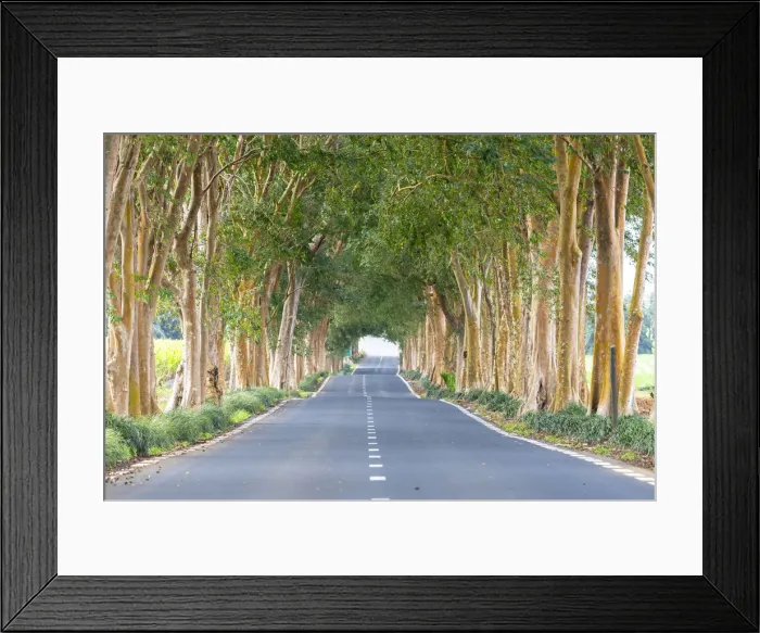 Framed Print : Tree-lined road, Grand Port district, Mauritius, Africa Framed Print : Tree-lined road, Grand Port district, Mauritius, Africa