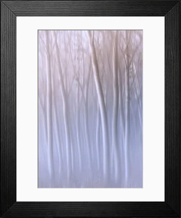 Framed Print : Plain Piedmont, Turin district, Piedmont, Italy. Abstract poplars in the piedmont plain Framed Print : Plain Piedmont, Turin district, Piedmont, Italy. Abstract poplars in the piedmont plain