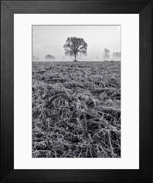 Framed Print : Piedmont Plain, Turin district, Piedmont, Italy. Winter air frost in the Piedmont plain Framed Print : Piedmont Plain, Turin district, Piedmont, Italy. Winter air frost in the Piedmont plain
