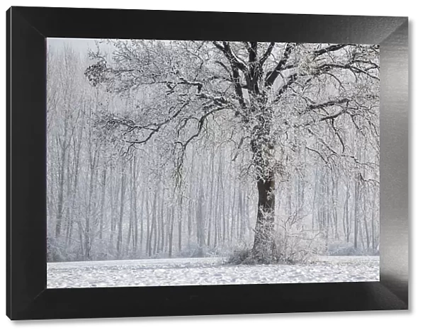 Plain Piedmont, Turin district, Piedmont, Italy. Winter tree in the Piedmont plain