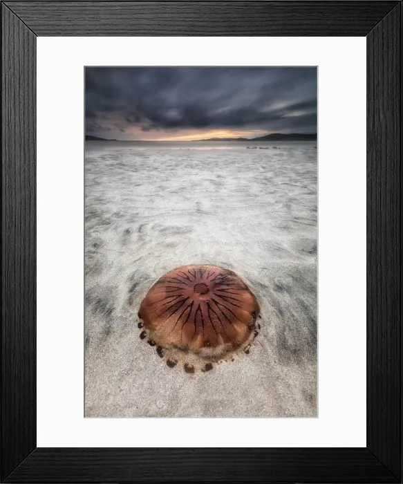 Framed Print : Jellyfish stranded on Lusketyre beach, Island of Harris, Outer Hebrides, Scotland Framed Print : Jellyfish stranded on Lusketyre beach, Island of Harris, Outer Hebrides, Scotland