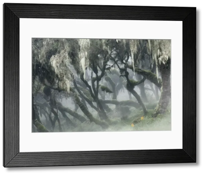 Framed Print : Harenna forest, Bale mountains national park, Ethiopia Framed Print : Harenna forest, Bale mountains national park, Ethiopia