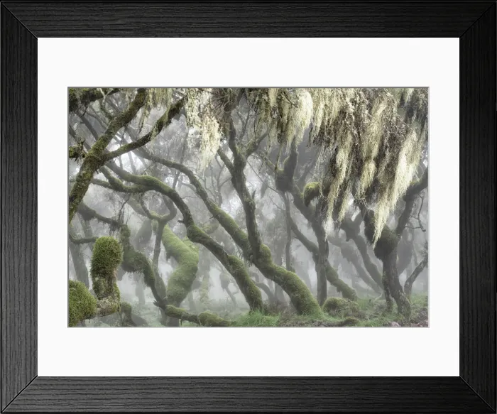 Framed Print : Harenna forest, Bale mountains national park, Ethiopia Framed Print : Harenna forest, Bale mountains national park, Ethiopia