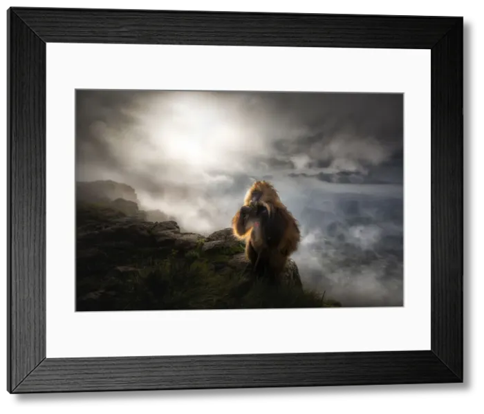 Framed Print : Gelada baboon in Simien Mountains National Park, Northern Ethiopia Framed Print : Gelada baboon in Simien Mountains National Park, Northern Ethiopia