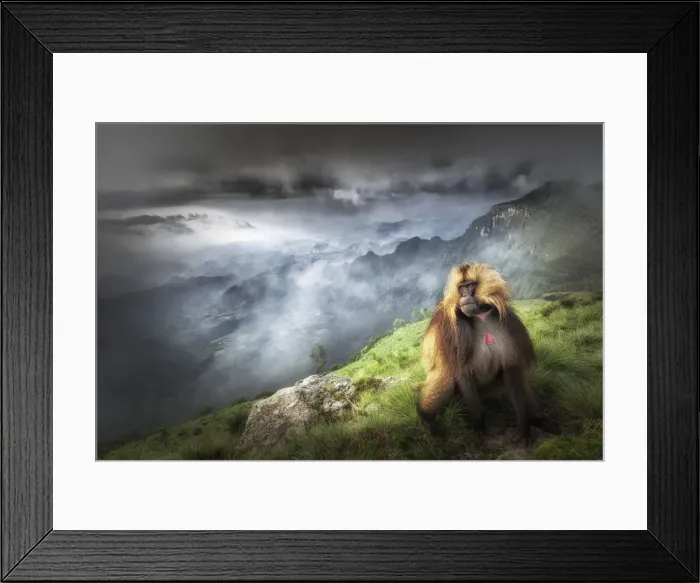 Framed Print : Gelada baboon in Simien Mountains National Park, Northern Ethiopia Framed Print : Gelada baboon in Simien Mountains National Park, Northern Ethiopia
