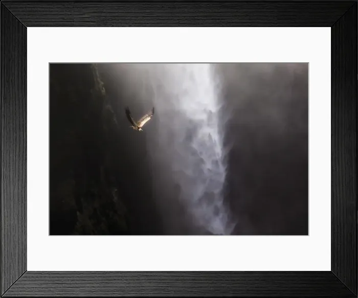 Framed Print : Vulture flying above Jinbar waterfalls (Jin Bahir Falls), Simien mountains national park