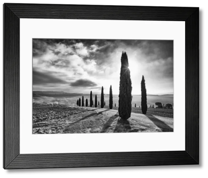 Framed Print : Italy, Tuscany, Val d Orcia listed as World Heritage by UNESCO, rows of backlit cypress Framed Print : Italy, Tuscany, Val d Orcia listed as World Heritage by UNESCO, rows of backlit cypress