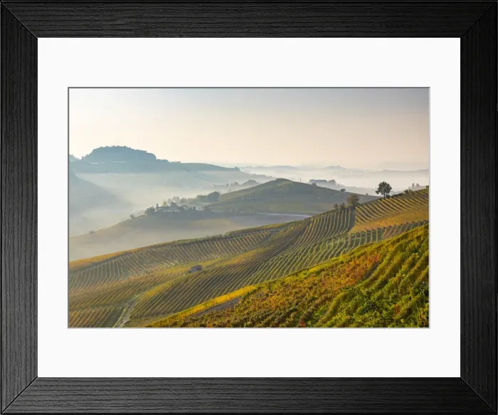 Framed Print : Italy, Piedmont, Cuneo District, Barolo, vineyards in the autumn