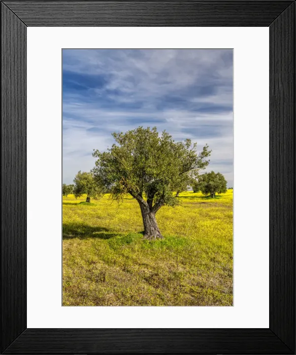 Framed Print : Olive trees, Alentejo, Portugal Framed Print : Olive trees, Alentejo, Portugal