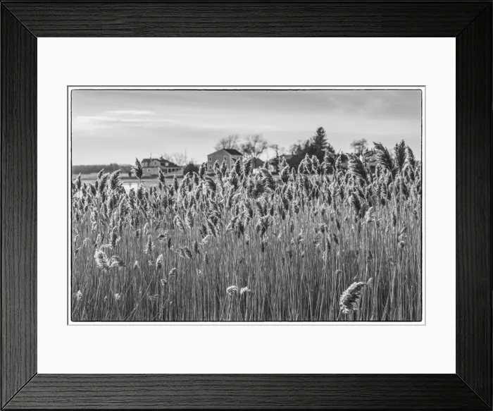 Framed Print : USA, New England, Massachusetts, Cape Ann, Essex, village of Conomo Point, reeds Framed Print : USA, New England, Massachusetts, Cape Ann, Essex, village of Conomo Point, reeds
