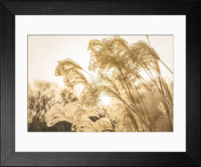 Framed Print : USA, New England, Massachusetts, Cape Cod, Provincetown, beach grass, winter Framed Print : USA, New England, Massachusetts, Cape Cod, Provincetown, beach grass, winter