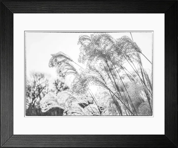 Framed Print : USA, New England, Massachusetts, Cape Cod, Provincetown, beach grass, winter Framed Print : USA, New England, Massachusetts, Cape Cod, Provincetown, beach grass, winter