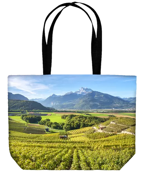View vineyards and fertile Rhone near Ollon, Vaud Canton, Switzerland