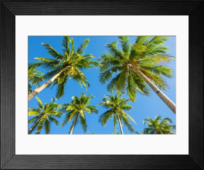 Framed Print : Palm trees and blue sky, Nacpan Beach, El Nido, Palawan, Philippines Framed Print : Palm trees and blue sky, Nacpan Beach, El Nido, Palawan, Philippines