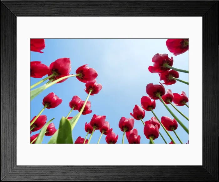 Framed Print : Looking up at tulip blossoms against blue sunny sky, Ursem, North Holland, Netherlands Framed Print : Looking up at tulip blossoms against blue sunny sky, Ursem, North Holland, Netherlands