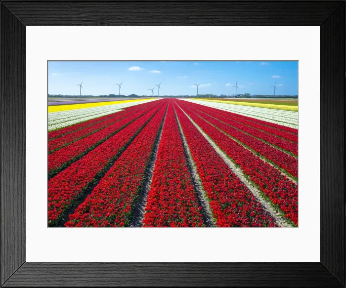 Framed Print : Netherlands, North Holland, Burgerbrug. Bright red tulip field in spring Framed Print : Netherlands, North Holland, Burgerbrug. Bright red tulip field in spring