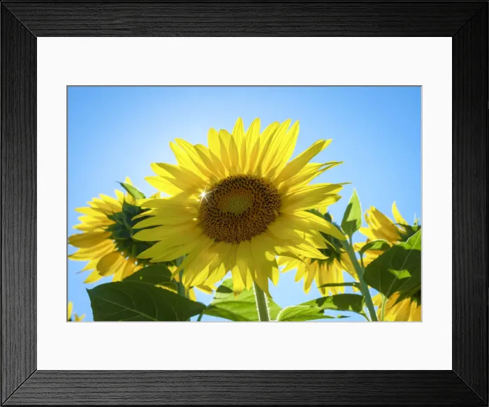 Framed Print : Sun shining through giant yellow sunflowers in full bloom, Oraison Framed Print : Sun shining through giant yellow sunflowers in full bloom, Oraison