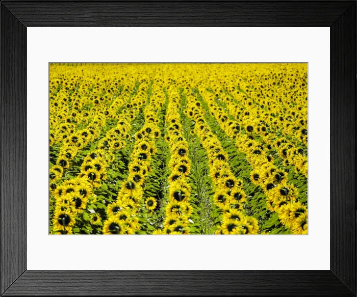 Framed Print : Field of giant yellow sunflowers in full bloom, Oraison, Alpes-de-Haute-Provence Framed Print : Field of giant yellow sunflowers in full bloom, Oraison, Alpes-de-Haute-Provence