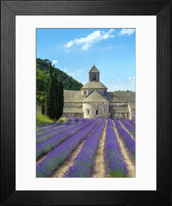 Framed Print : Lavender fields in full bloom in early July in front of Abbaye de SA nanque Abbey Framed Print : Lavender fields in full bloom in early July in front of Abbaye de SA nanque Abbey