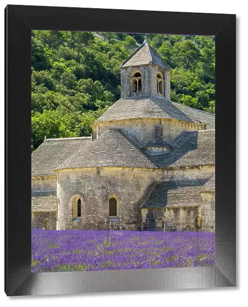 Lavender fields in full bloom in early July in front of Abbaye de Senanque Abbey