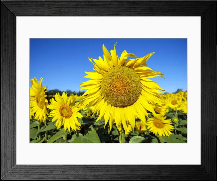 Framed Print : Giant yellow sunflowers in full bloom, Oraison, Alpes-de-Haute-Provence Framed Print : Giant yellow sunflowers in full bloom, Oraison, Alpes-de-Haute-Provence