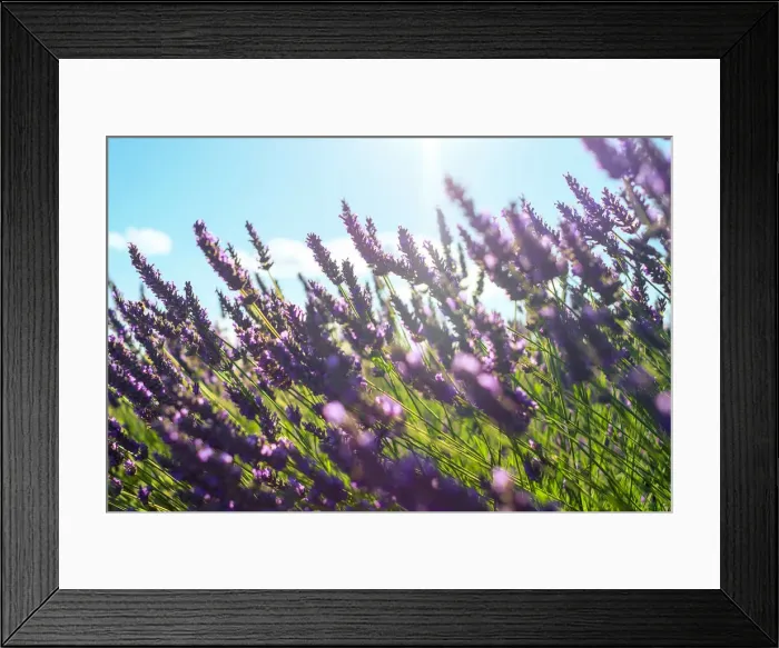 Framed Print : Lavender blossoms in height of bloom in early July, Plateau de Valensole Framed Print : Lavender blossoms in height of bloom in early July, Plateau de Valensole